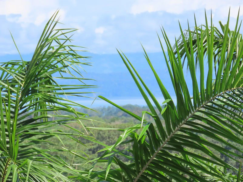 Palm Farm with Ocean View, Ideal for Ecotourism or Residential Development - Gallery image 14