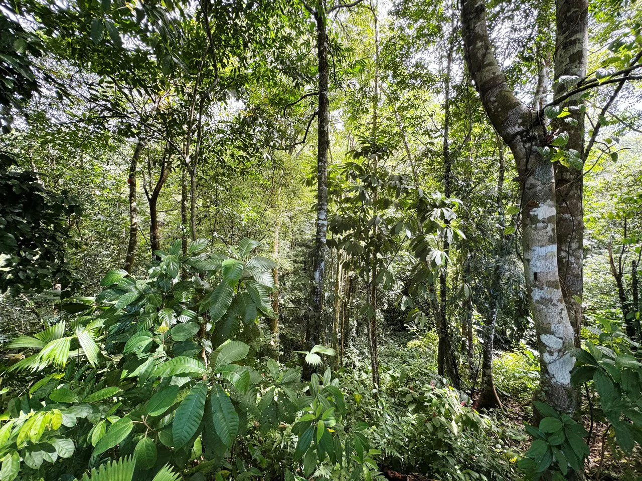 1.6 Acre Ocean View Home site in Uvita the Best Views in Town - Gallery image 23