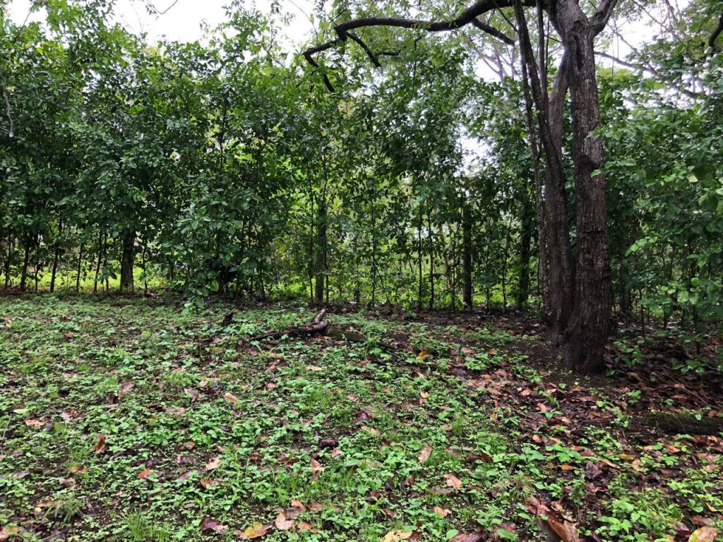 Lot in exclusive Residential, close to Beach Tamarindo - Gallery image 18