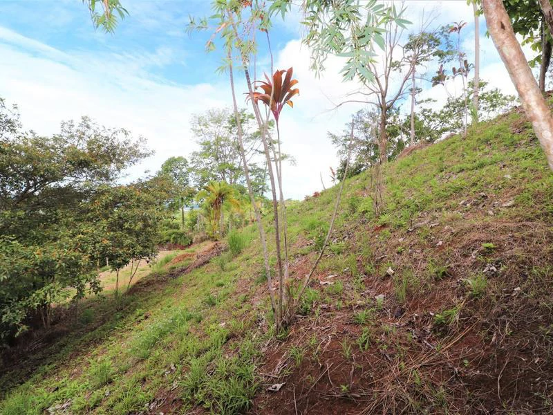 Captivating 3.15-Acre Property: Huge Pricedrop! Firesale Oceanview Lot in Tres Rios - Gallery image 30