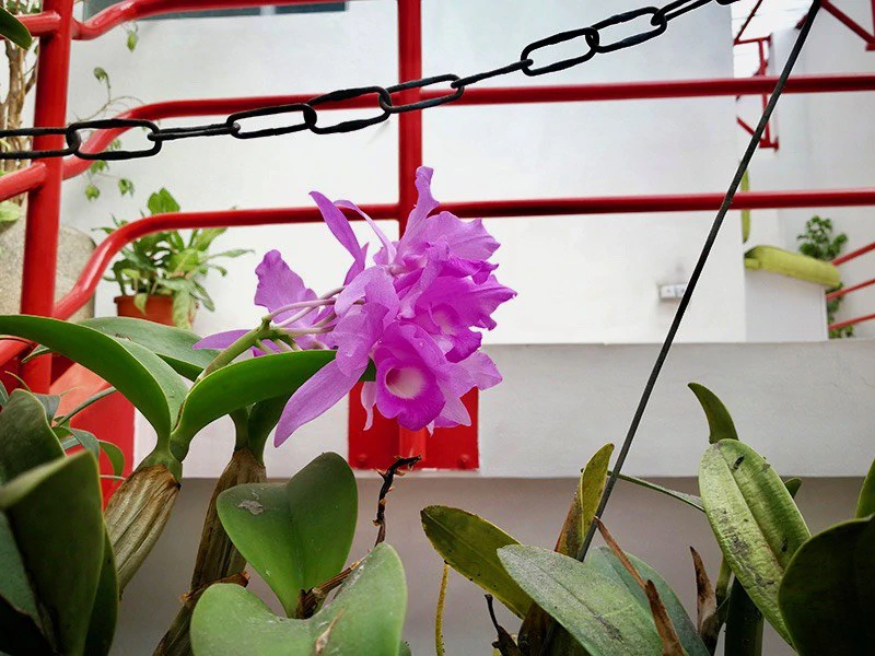 Hotel/Resort/Hostel For Sale in Heredia - Gallery image 21