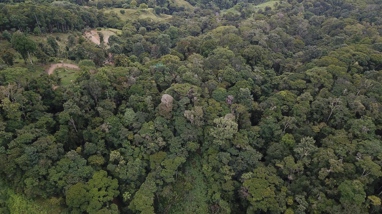 Ocean View Forest Reserve with Private Homesite Near Tinamastes - Gallery image 6