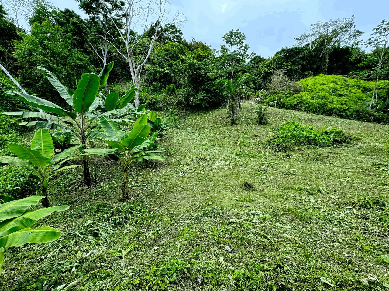 7.56 ACRES – Ocean View Acreage In Lagunas, 50% Flat And Usable, Public Road, ASADA Water, Fruit Trees!!!! - Gallery image 8