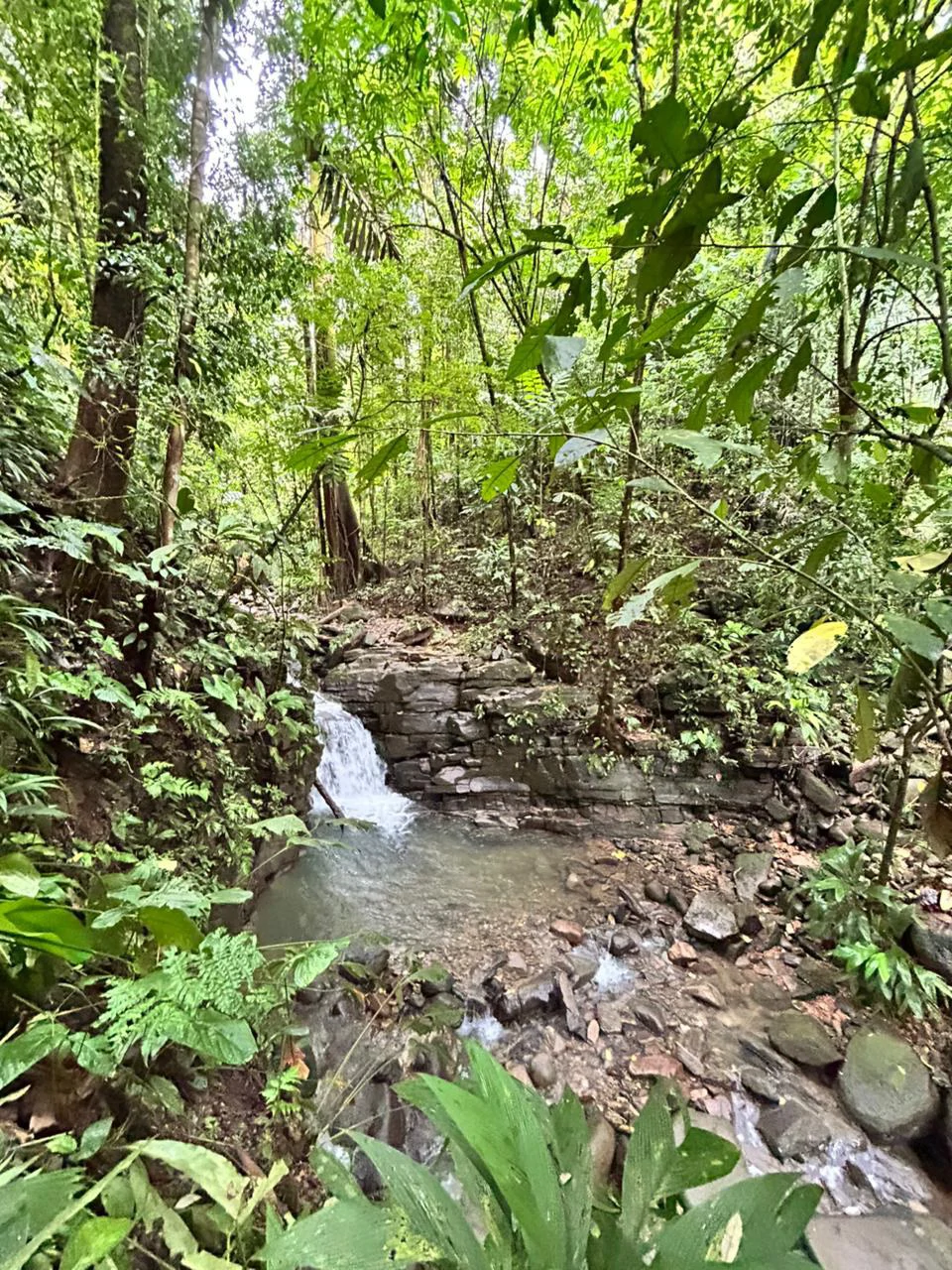 Finca Las Cataratas in Ballena: Mountain Home Construction Site For Sale in Bahía Ballena - Gallery image 23
