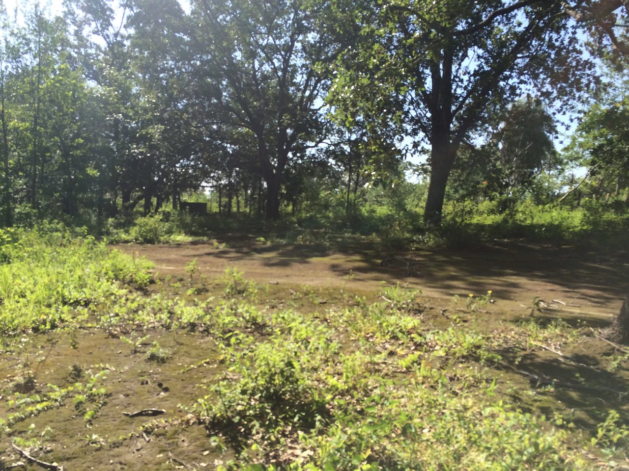 Finca de 31 hectáreas en Liberia: Great investment opportunity - Gallery image 3