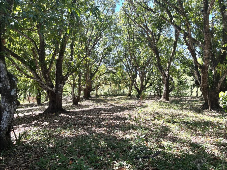 FOR SALE / Land in Coyolar, Orotina, Alajuela - photo 11