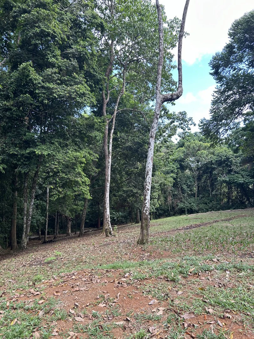 Cabo Matapalo: Jungle View Lot Priced To Sell! - Gallery image 28