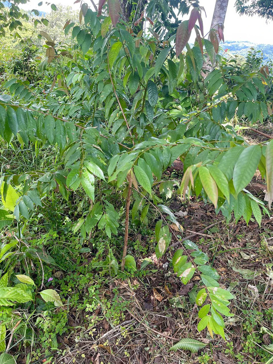 ID 4167: Investment Opportunity: 8-Acre Reforested Mountain Finca in Puriscal - Gallery image 19