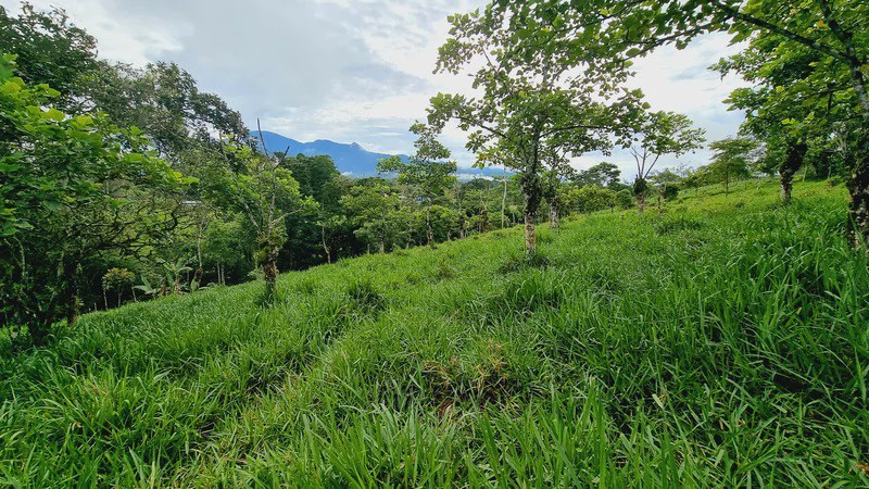 Lote en San Francisco de Cajon: Mountain Agricultural Land For Sale in San Francisco - Gallery image 14