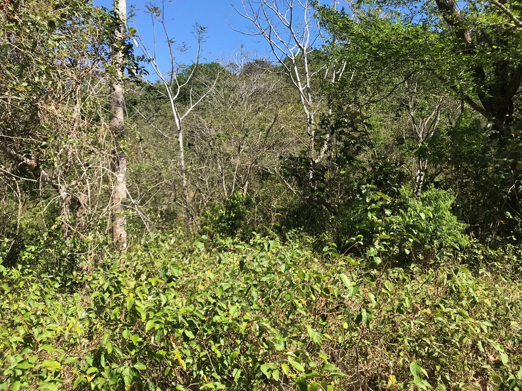 Ocean view farm for sale in the mountains of San Juanillo - Gallery image 13