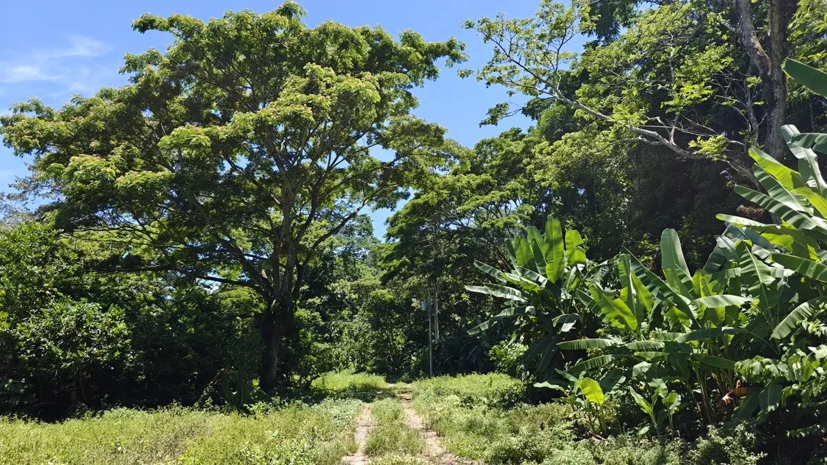 ID 924: El Cortijo: El Cortijo - Residential Lots for Sale in Hone Creek Near Puerto Viejo