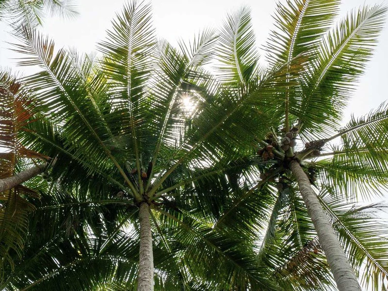 Titled Beach Property in the Osa - Gallery image 15