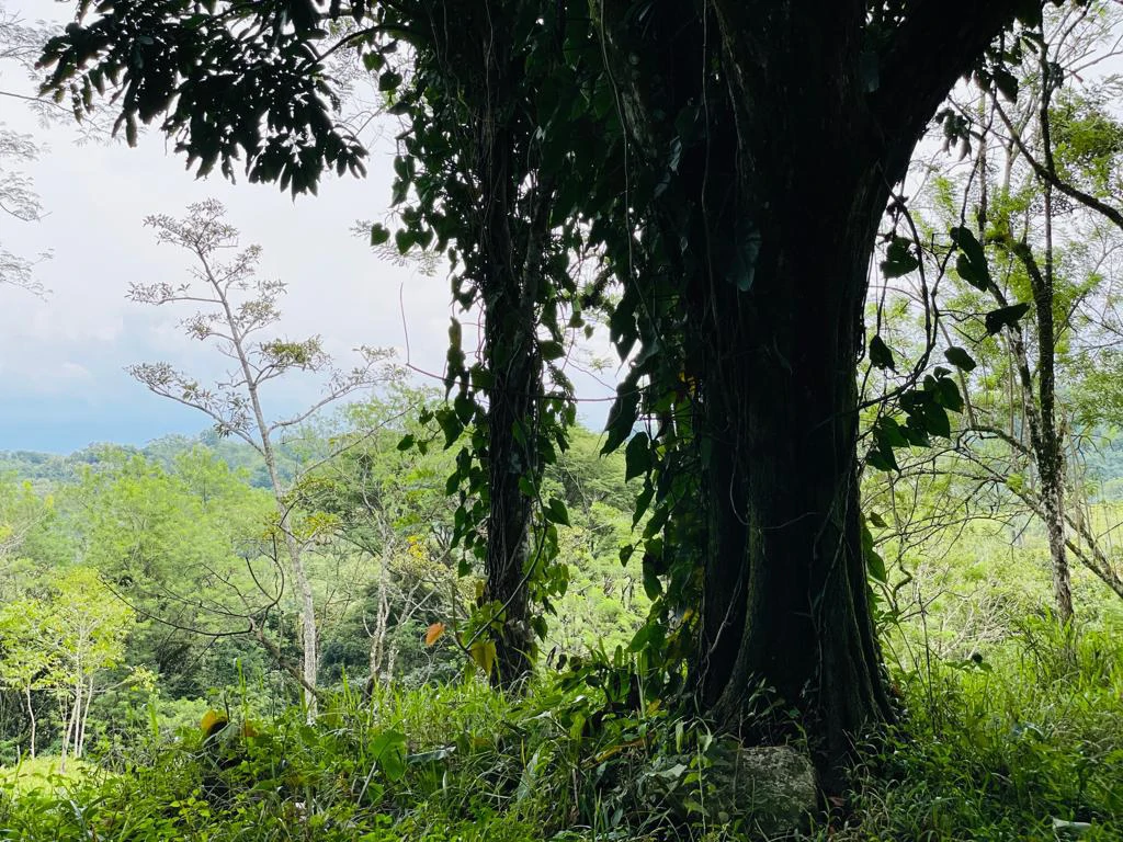 Farm for sale Puriscal Close to Universidad para la Paz Costa Rica - Gallery image 14