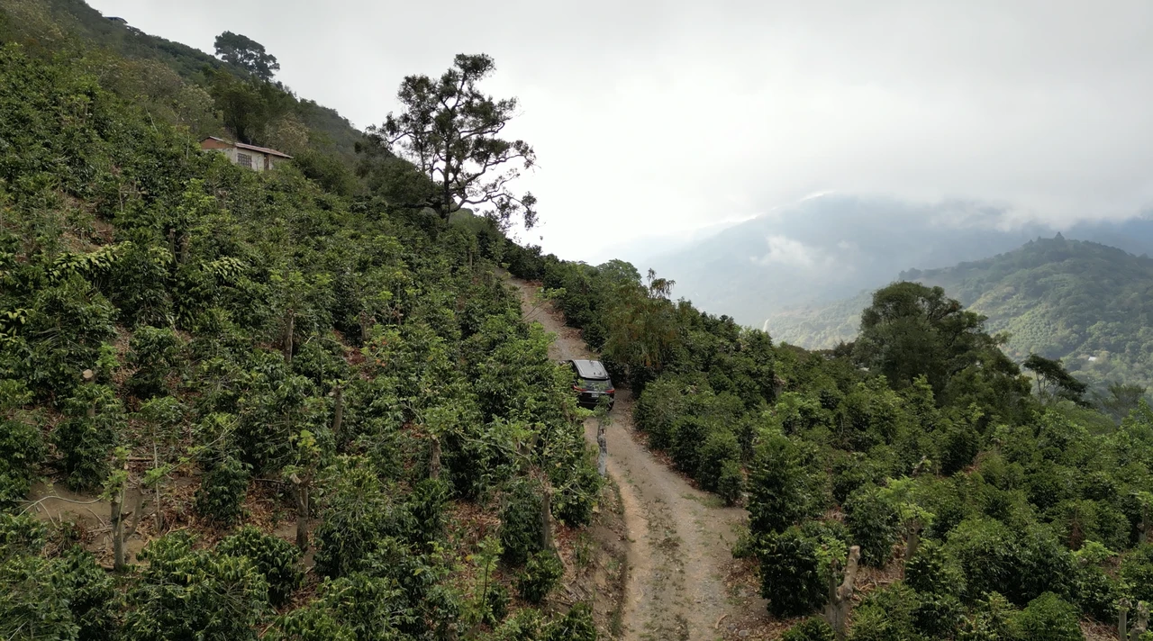 Copey Dota: Coffe farm for Sale in Copey de Dota - Gallery image 4