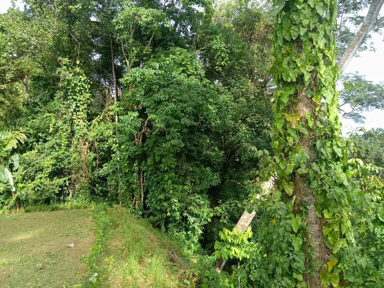 0.46 ACRES – Ocean View Land Just 4 Minutes Away From El Pavon Waterfall, Legal Water And Electricity Available & Ready To Build Site!!!: Mountain and Countryside Home Construction Site For Sale in Tr - Gallery image 5