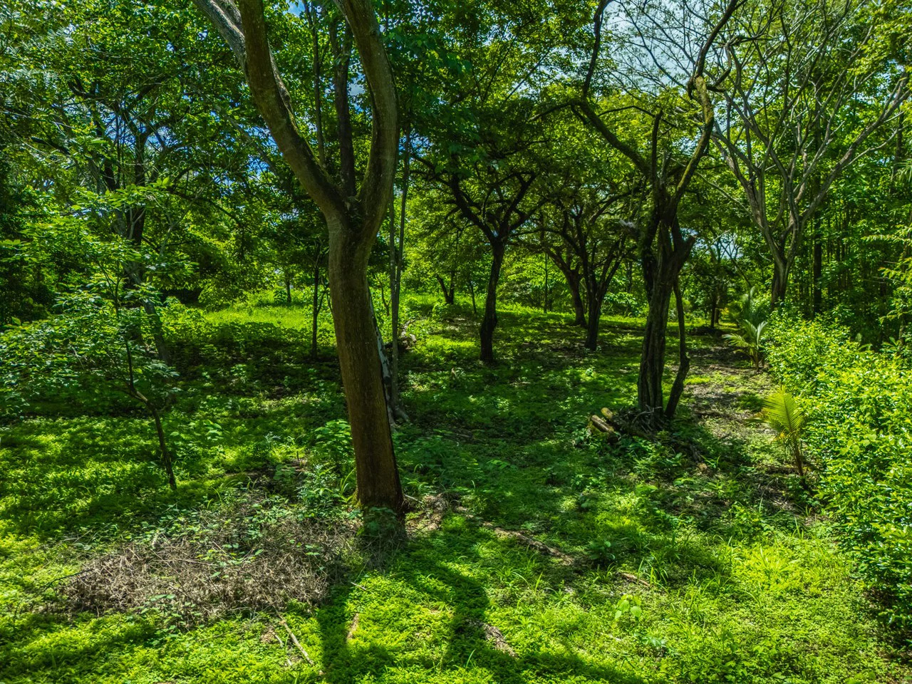 Tierra Pacifica #22: 1.5 Acre Homesite with Water Meter - Gallery image 13