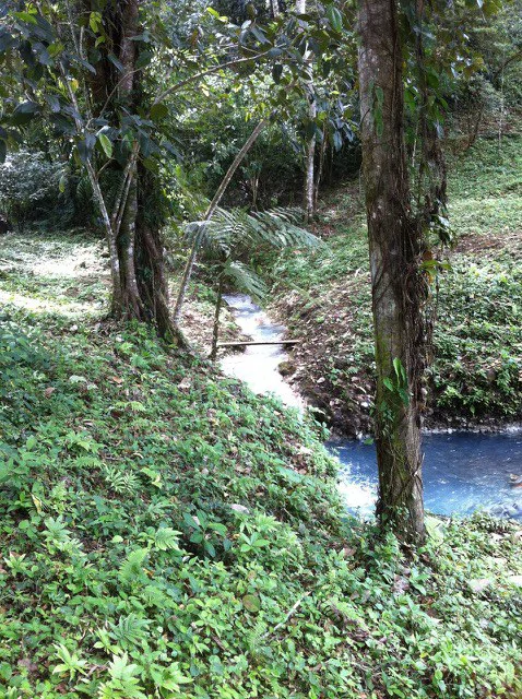 Cold & Hot springs surrounded by an overgrown farm, taken back by nature - Gallery image 78