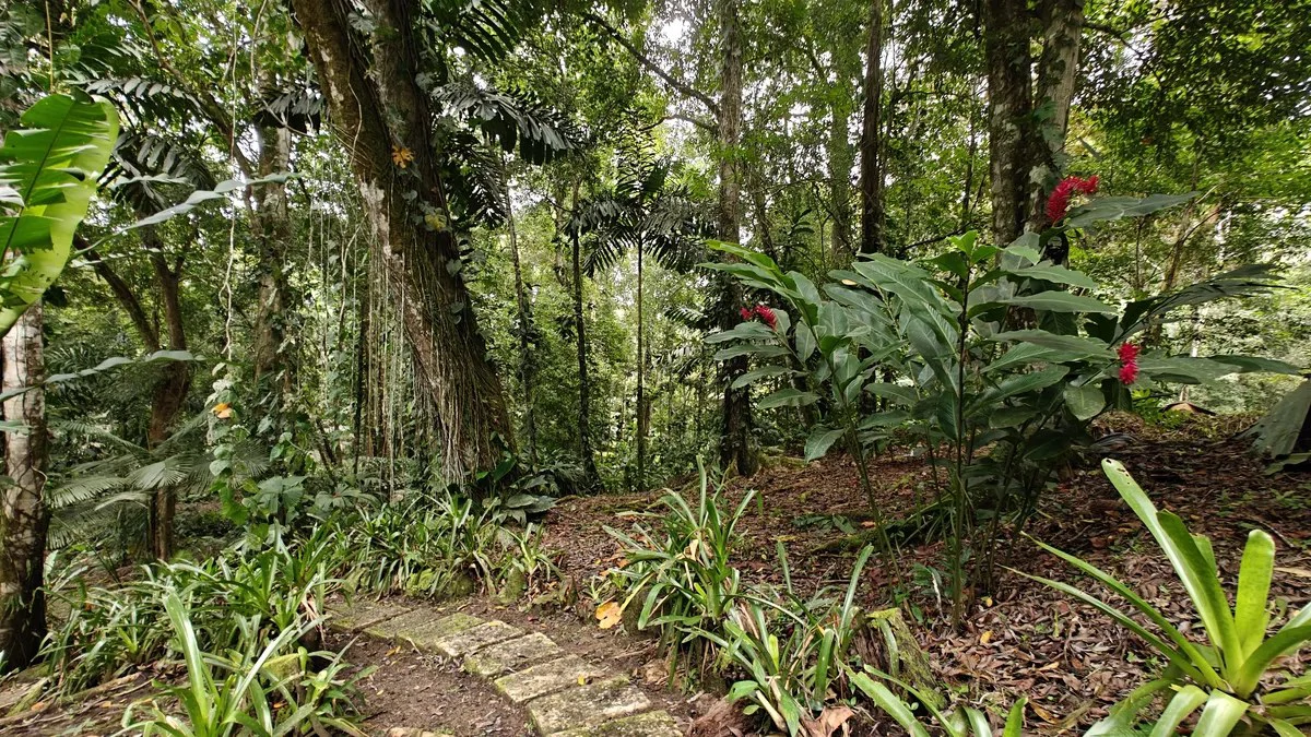 ID 1055: Elevated Jungle Residence on Expansive Riverfront Jungle Land - Gallery image 22