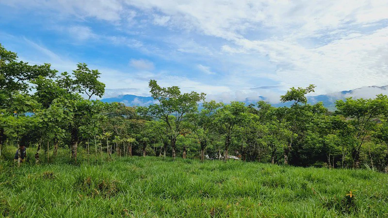 Lote en San Francisco de Cajon: Mountain Agricultural Land For Sale in San Francisco - Gallery image 9