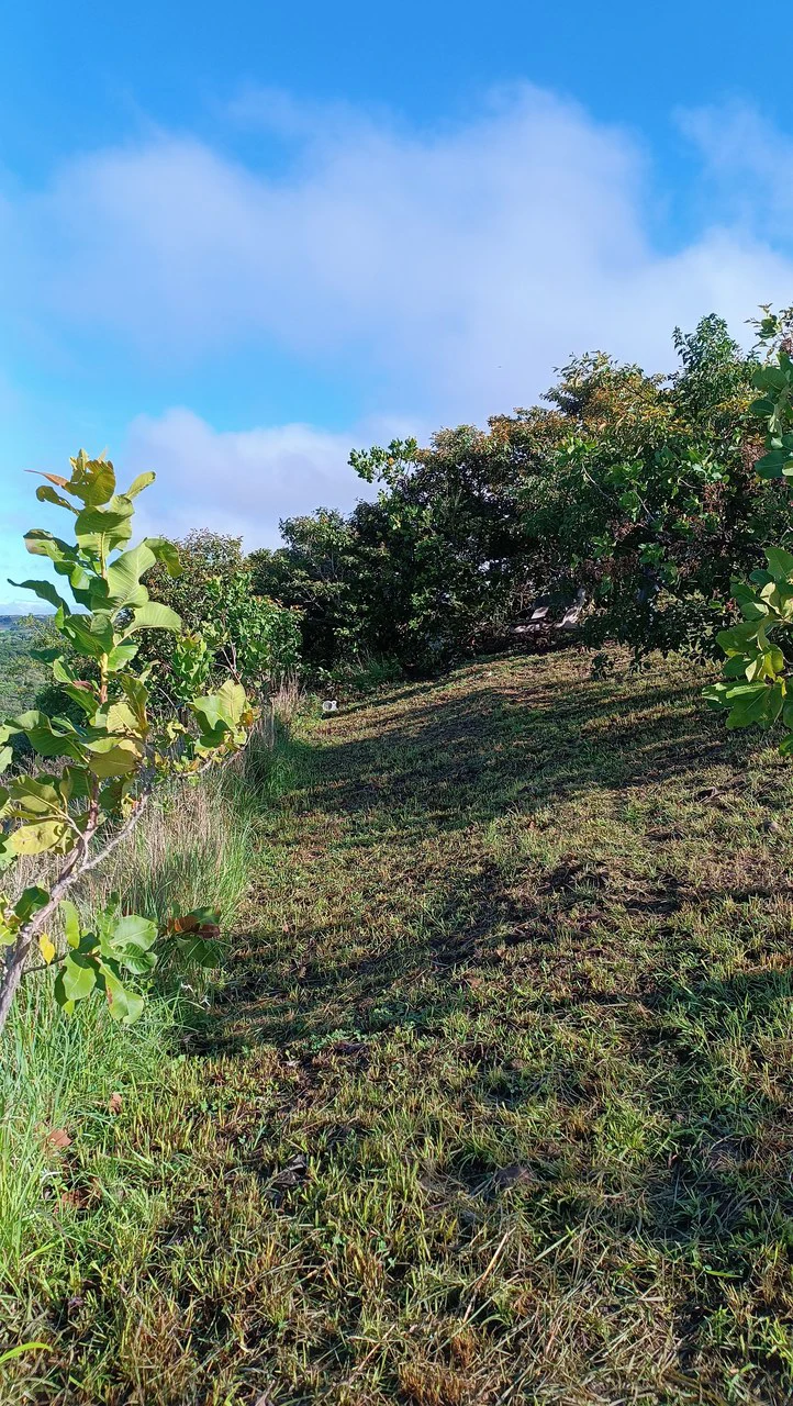 Hill top house with amazing sunset views GB0125: Peaceful Retreat with developing Potential: Property with 2 Homes and Panoramic Views in Guayabo de Bagaces - Gallery image 31