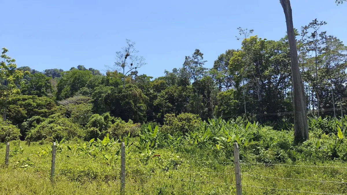 ID 924: El Cortijo: El Cortijo - Residential Lots for Sale in Hone Creek Near Puerto Viejo - Gallery image 14
