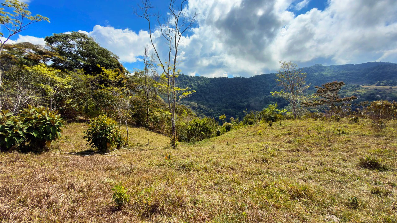 2.8 HA FARM FOR SALE IN SAN LUIS DE MORETE | MOUNTAIN VIEWS AND NEAR THE OCEAN - Gallery image 2