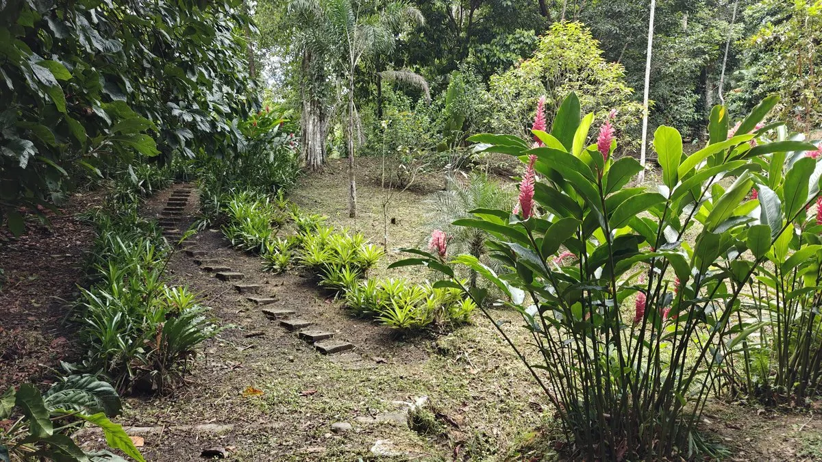 ID 1055: Elevated Jungle Residence on Expansive Riverfront Jungle Land - Gallery image 16
