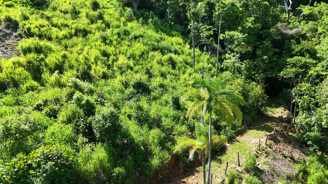 Near the Coast and Mountain Home Construction Site For Sale in Uvita - Gallery image 12