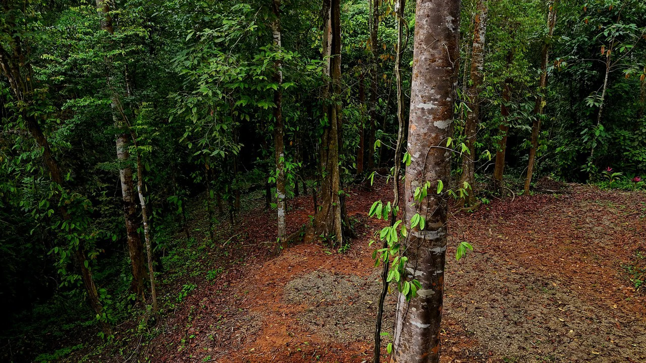 3.75-Acre Jungle Lot with Creek in Ventanas de Osa, Puntarenas - Gallery image 6