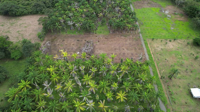 1.45-Acre Lot with Excellent Location in Canaza de Puerto Jimenez - Gallery image 3