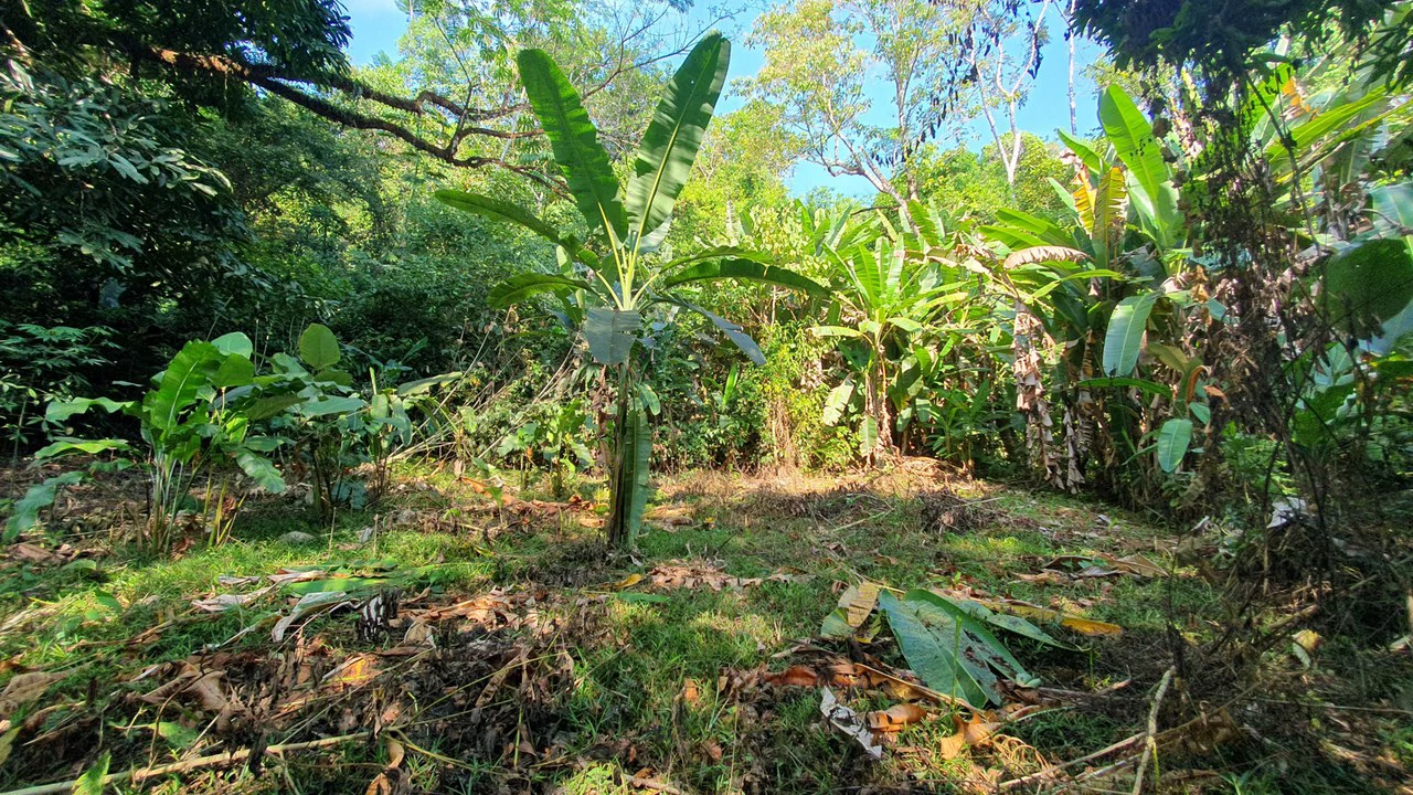 CONSERVATION AND DEVELOPMENT LAND WITH OCEAN VIEW IN SIERPE, COSTA RICA - Gallery image 13
