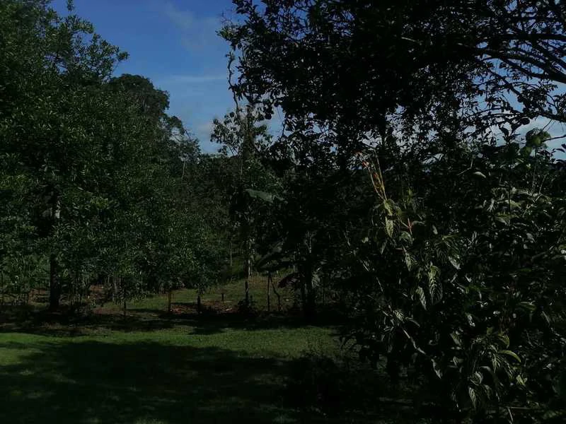 69.16 Acres Property | Mountain & Top Ocean View with Small Home - Gallery image 26