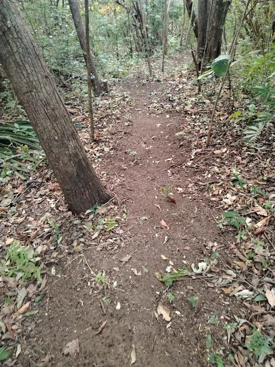 4 Adjacent Natural Lots in Quebrada Grande, Liberia – Starting at ₡18,000,000 - Gallery image 3