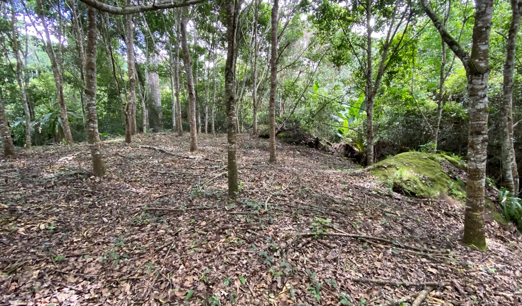 1.9 ACRES – Very Usable Flat Land Divided By An Across Running Creek, Tons Of Fruit Trees Plus Woods In The Back!!! - Gallery image 5