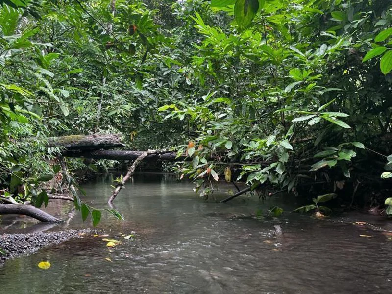 Biological Private Reserve OSA PULCRA - Gallery image 19