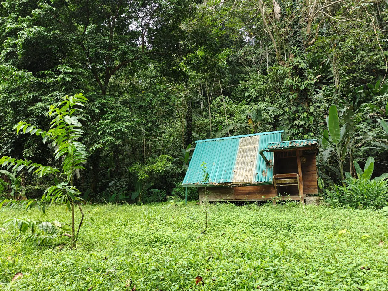 Mountain-Edge Sanctuary with Private Waterfall: 3 Titled Jungle Lots with Platforms, Waterfall, and Income Potential - Gallery image 4