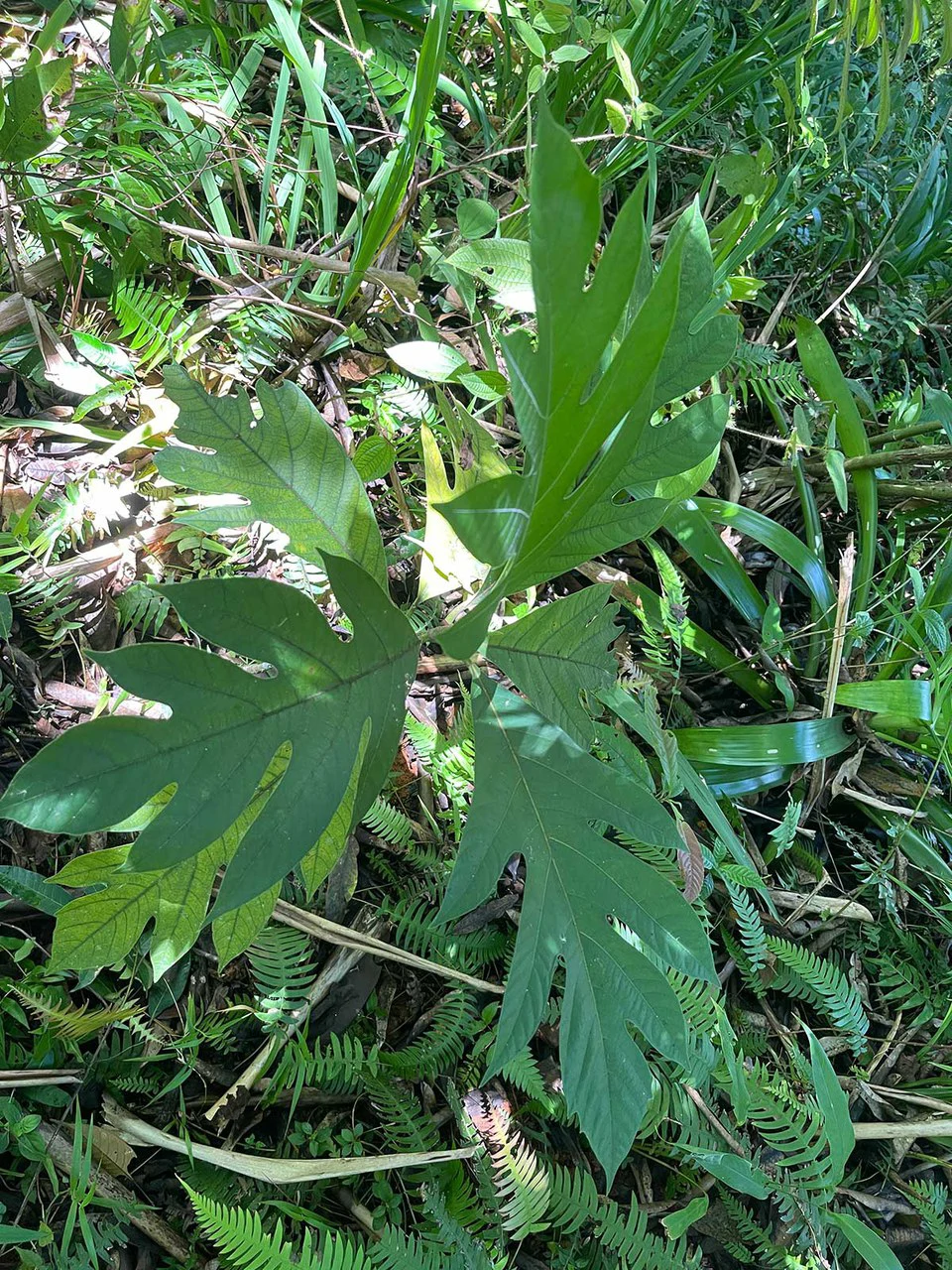 ID 4167: Investment Opportunity: 8-Acre Reforested Mountain Finca in Puriscal - Gallery image 41