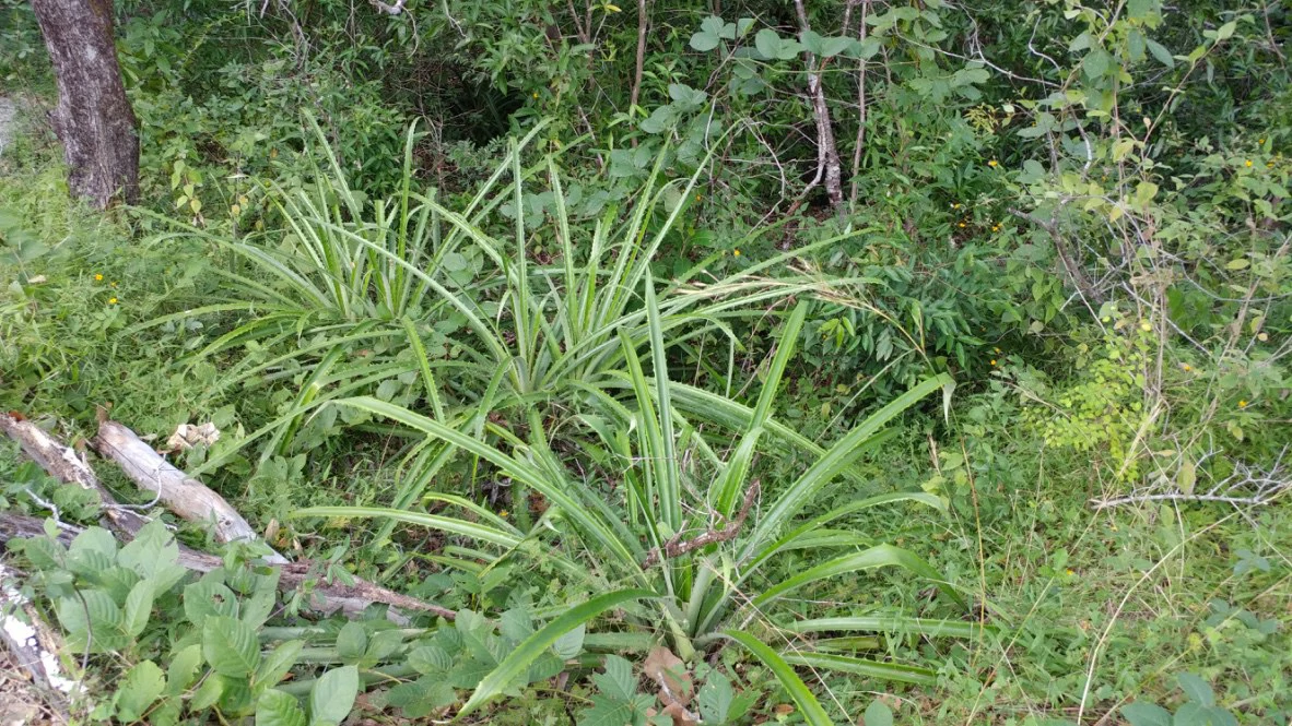 Mountain Farm for Sale in Liberia – Nature, Privacy, and High Investment Potential - Gallery image 6