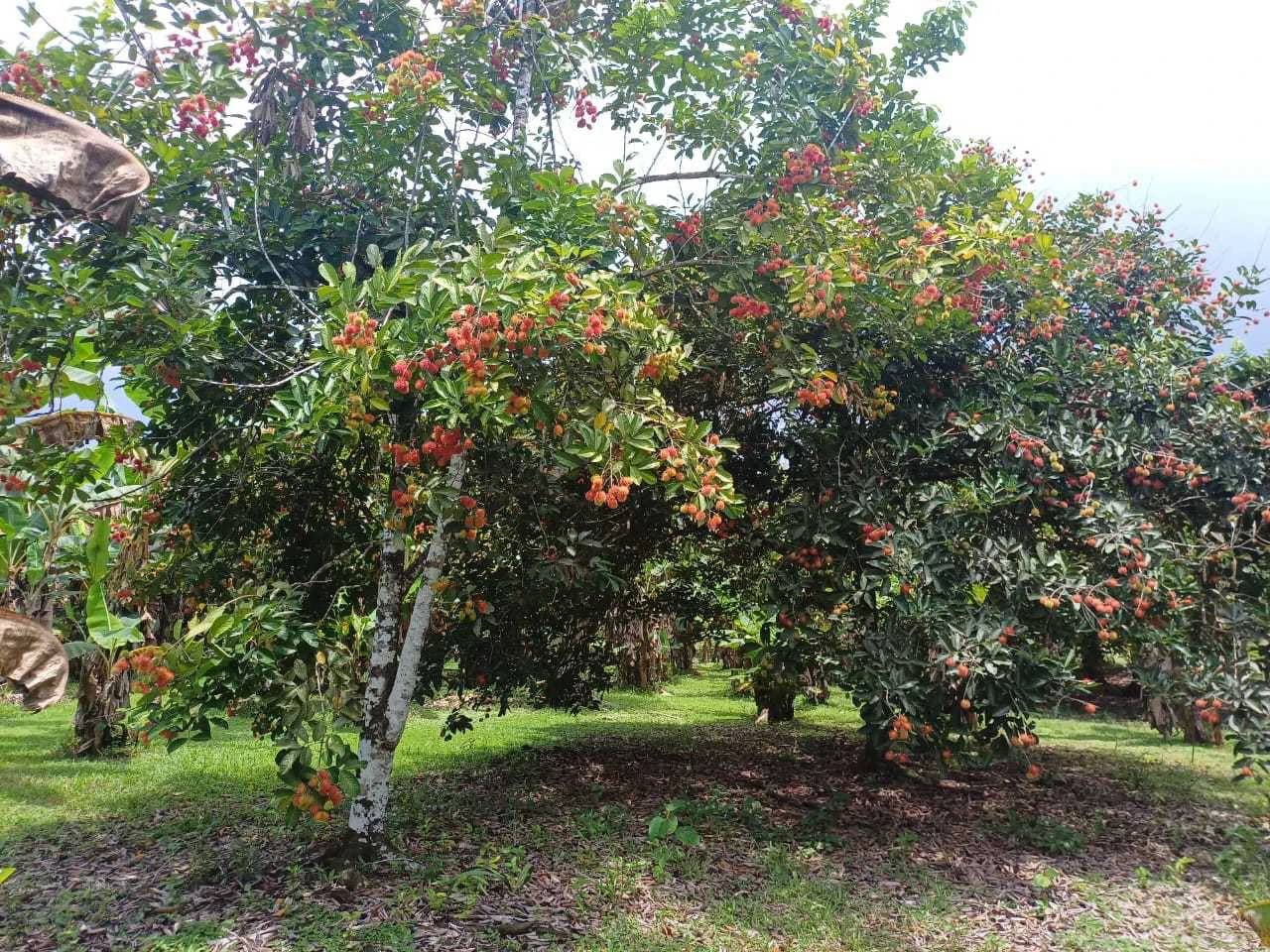 Finca La Palma, Cañaza, Puerto Jiménez - Gallery image 8