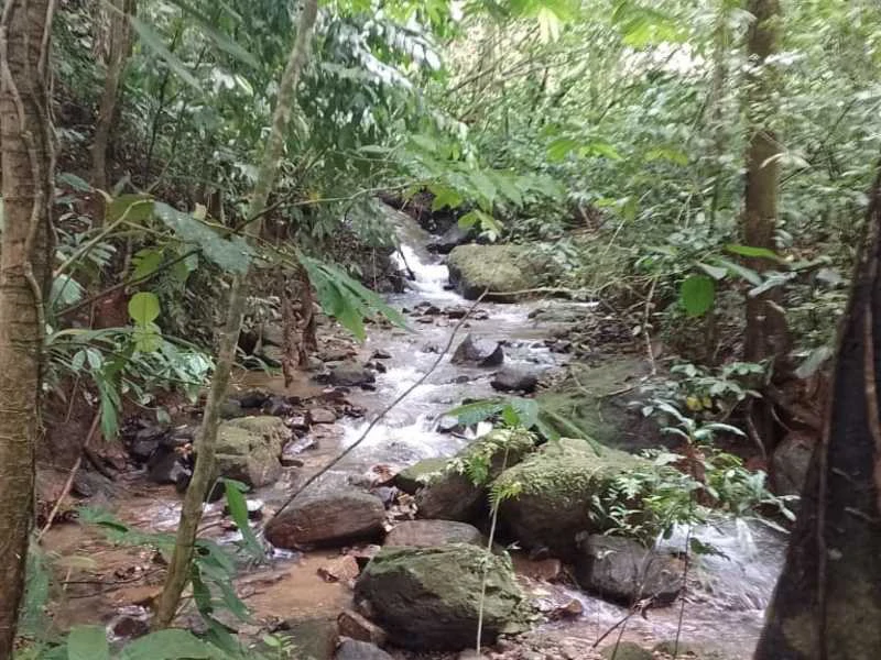 Stunning River & Jungle View Lot Ready To Build | Tres Rios, Coronado