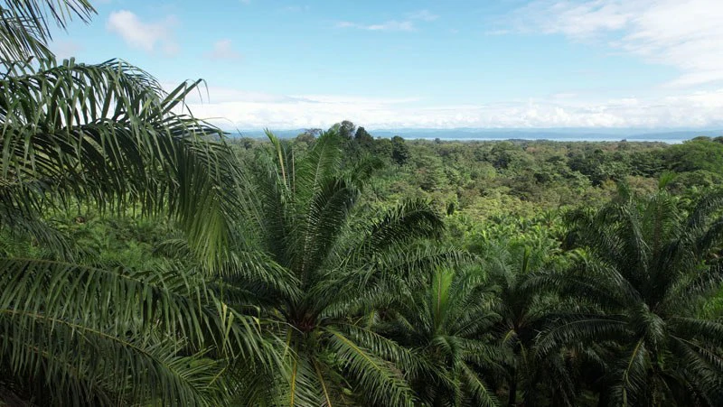 Palm Farm with Ocean View, Ideal for Ecotourism or Residential Development - Gallery image 22