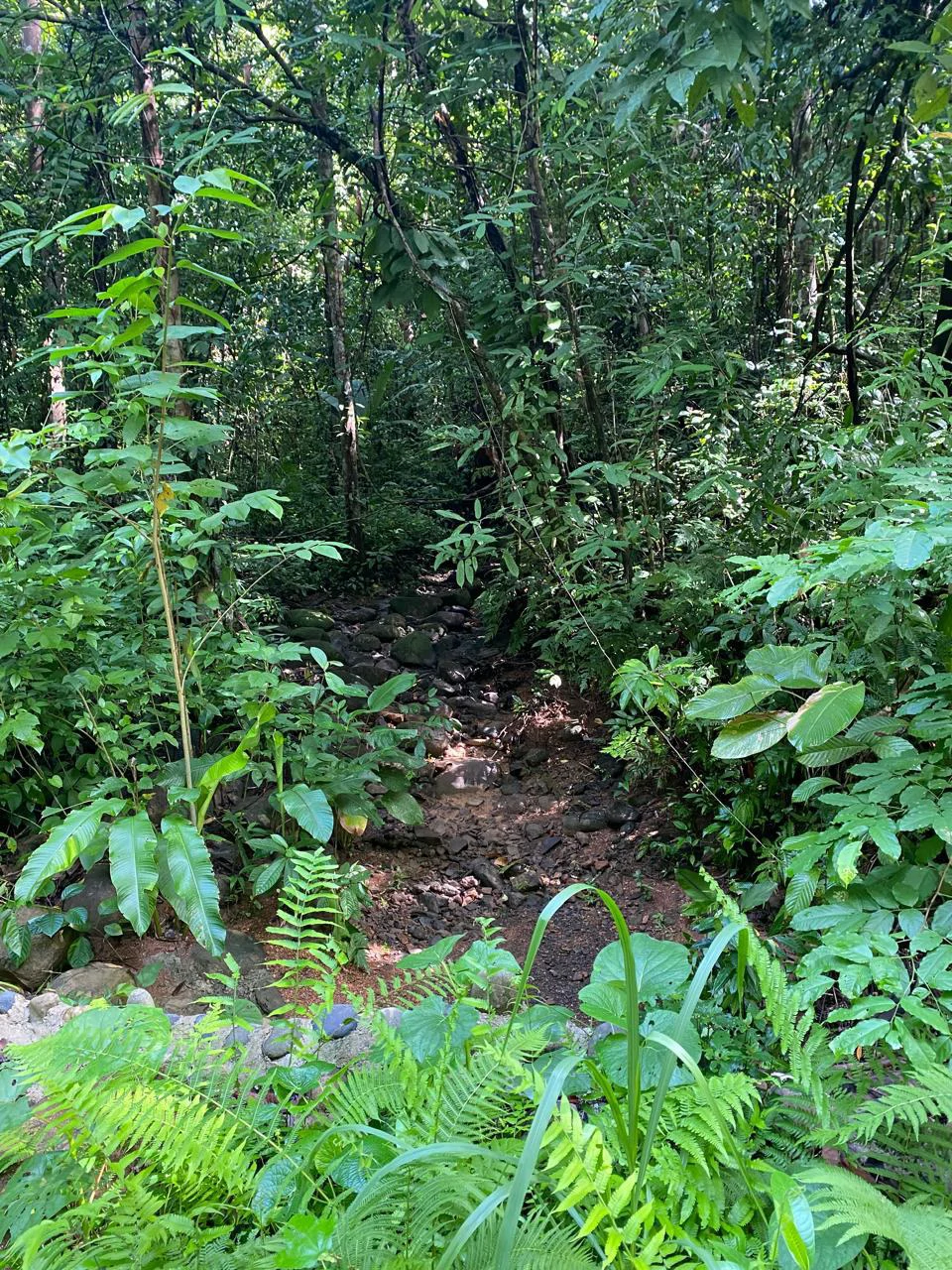 Spectacular Ocean view on 7.7 acres: Mountain Home Construction Site For Sale in Bahía Ballena - Gallery image 23