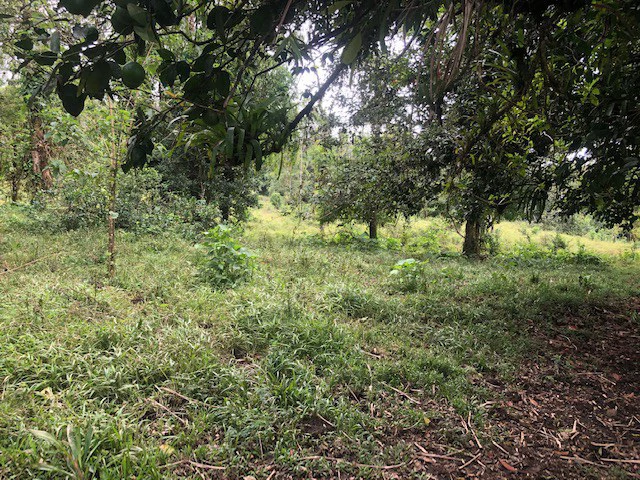 Cold & Hot springs surrounded by an overgrown farm, taken back by nature - Gallery image 19