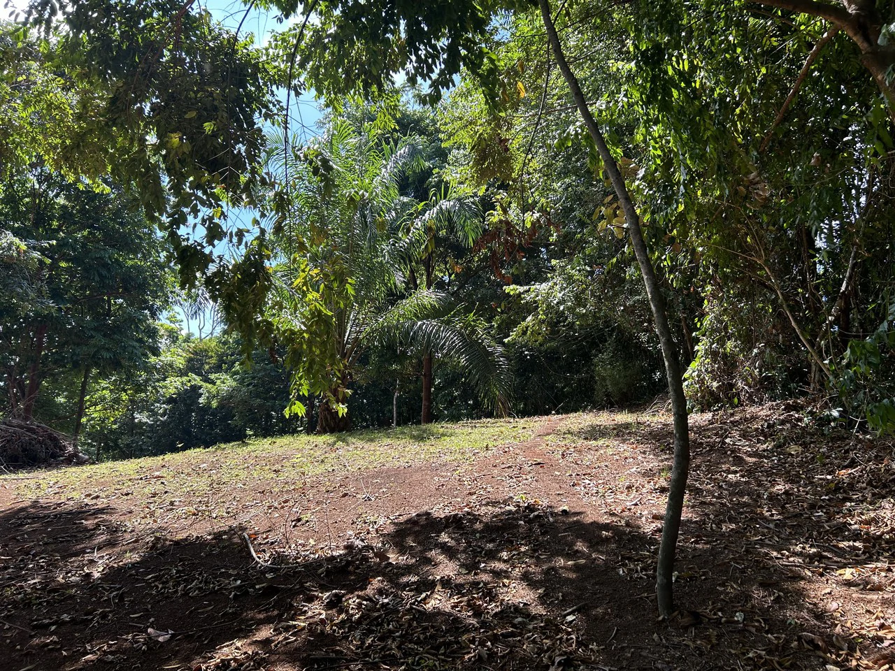 Cabo Matapalo:  3.8 Acre Ocean View Lot In Peninsula De Osa, Golfo Dulce - Gallery image 18