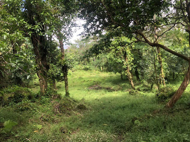 Cold & Hot springs surrounded by an overgrown farm, taken back by nature - Gallery image 25