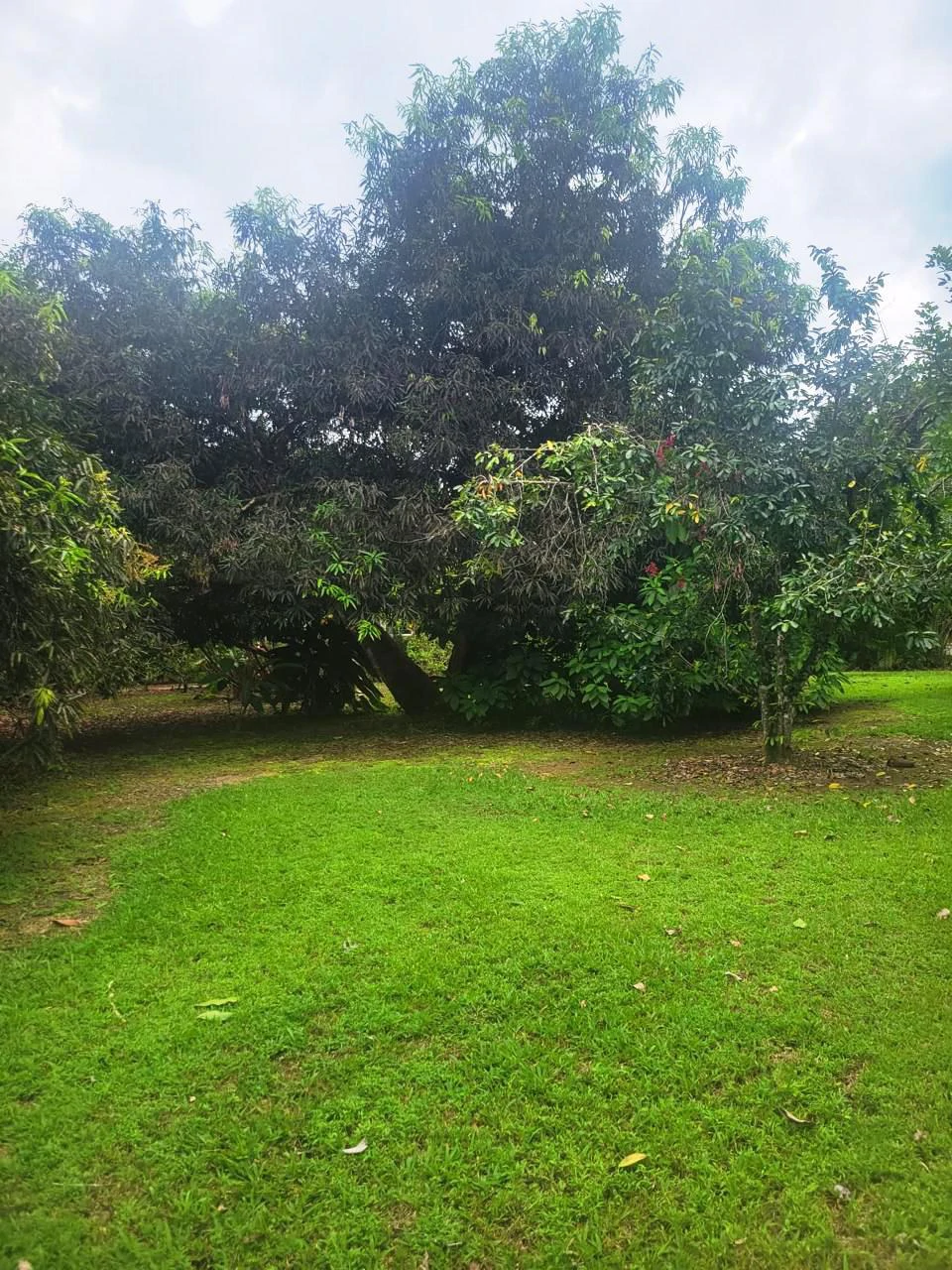 Tropical Fruit Farm in Playa Cañaza Build Your Dream Home in Paradise - Gallery image 21