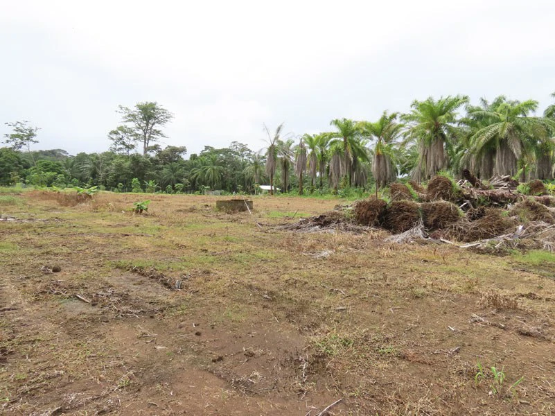 1.45-Acre Lot with Excellent Location in Canaza de Puerto Jimenez - Gallery image 14