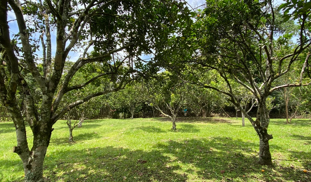 1.9 ACRES – Very Usable Flat Land Divided By An Across Running Creek, Tons Of Fruit Trees Plus Woods In The Back!!! - Gallery image 15