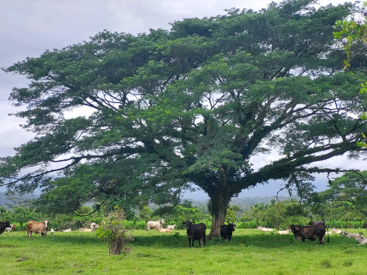 Spectacular Working Cattle Ranch, Guácimo, Limón, Costa Rica 80 ha / 197.6 Acres: Spectacular Working Cattle Ranch, Guácimo, Limón, Costa Rica 80 ha / 197.6 Acres - Gallery image 4