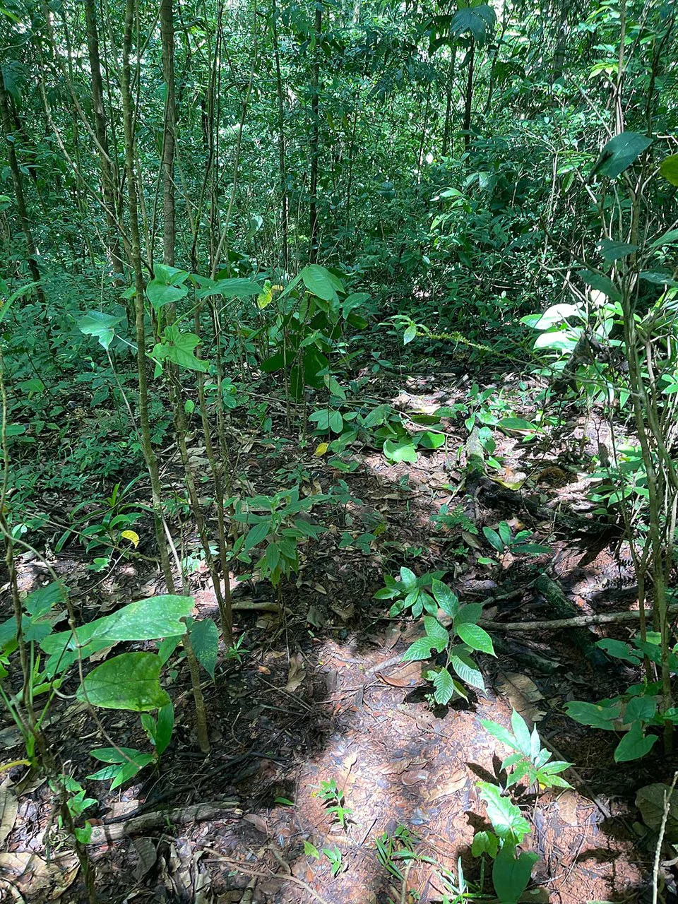 ID 4167: Investment Opportunity: 8-Acre Reforested Mountain Finca in Puriscal - Gallery image 8